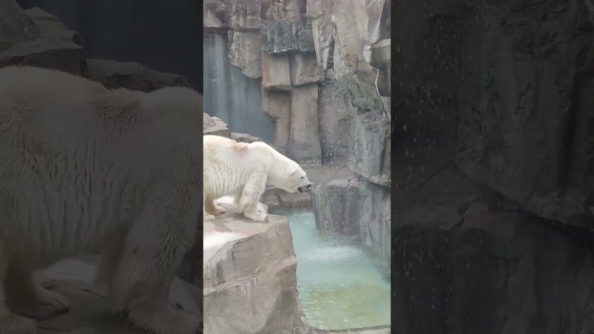 晩ごはんタイムまだまだですがお立ち台でお部屋方面ガン見するミユキ