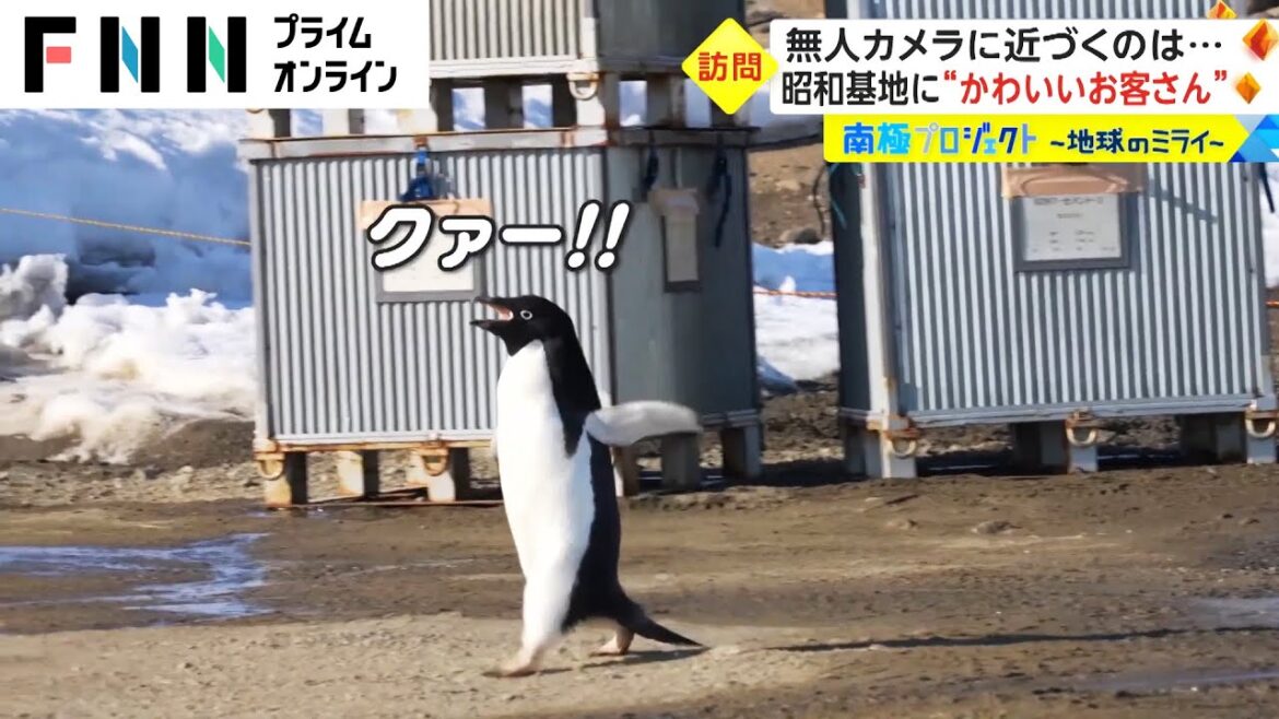 南極プロジェクト　昭和基地に“かわいいお客さん”　無人カメラに近づくのは...