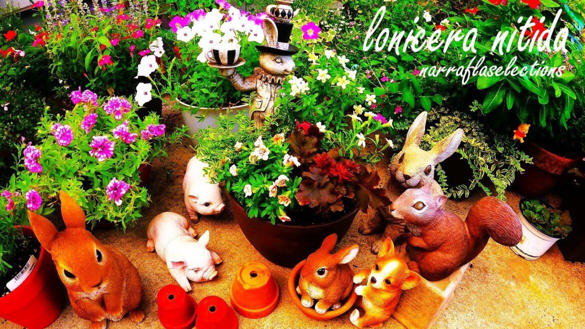 【ロニセラレモンビューティー、ナラフラセレクションズ、ヒューケラ、寄せ植え】【ガーデニング、園芸、花】 【ロニセラレモンビューティー、ナラフラセレクションズ、ヒューケラ、寄せ植え】【ガーデニング、園芸、花】