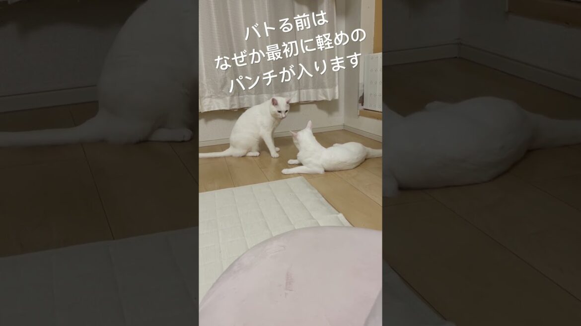 最初はパー#shorts #cutecat #cat #cute #アル #エド #ねこのいる暮らし #ねこのいる生活 #ねこ動画 #保護猫