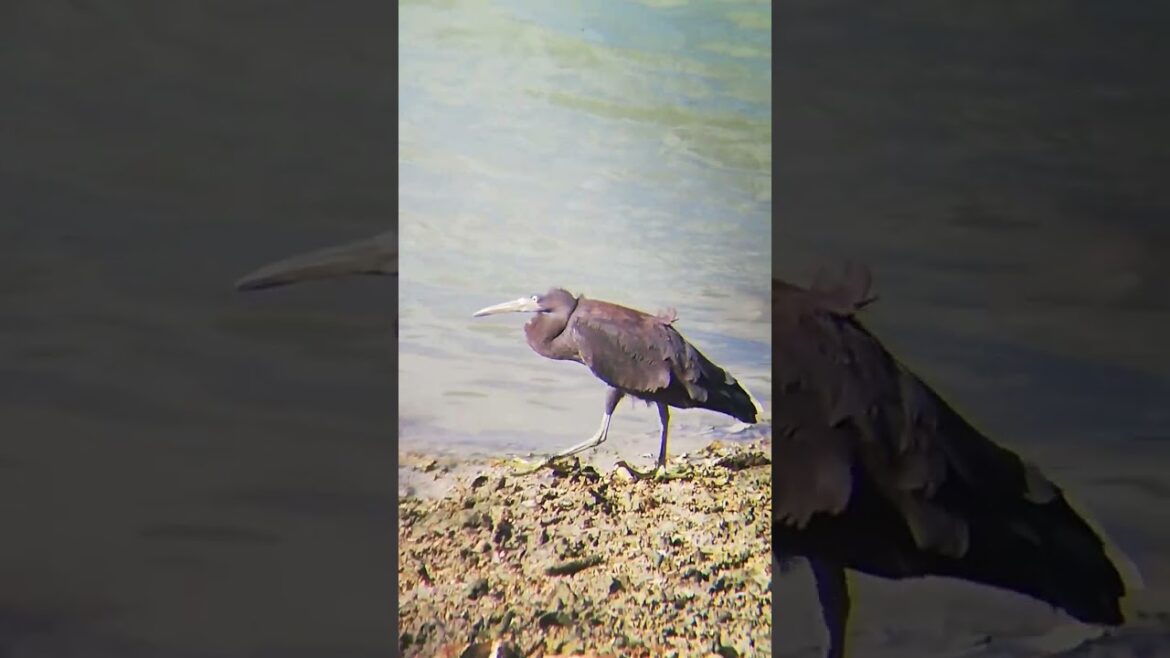 クロサギ 餌を求めて