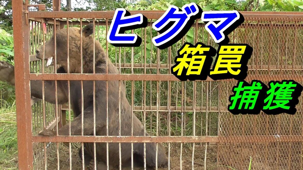 ヒグマを箱罠で捕獲しました ドローンで被害状況も見てみましょう !