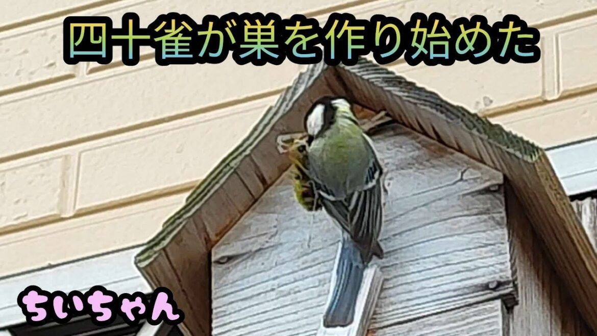 初めてのシジュウカラの巣作り