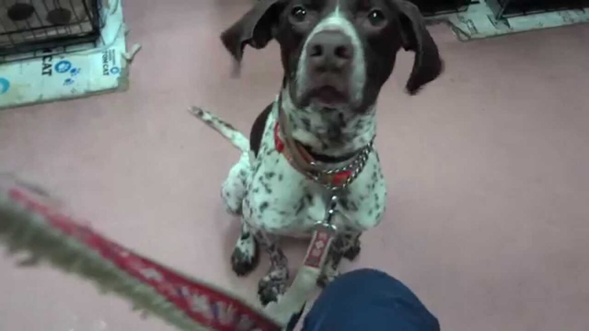 GUNDOG RESCUE CACI　ポインター　オクトー