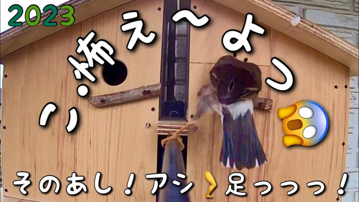 【2023】[#シジュウカラ ][#孵化 から7日目]4/24 [史上最強の招かざる客］のストーカーとは？