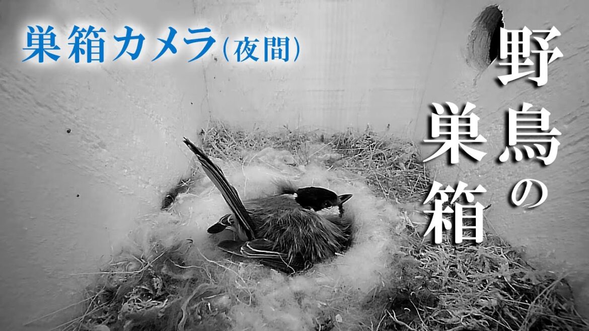 【夜間】孵化15日目 10雛→8雛 シジュウカラの巣箱 巣箱カメラ 野鳥 2023/05/25(夜)～05/26(朝) Bird Nest Box Live Camera