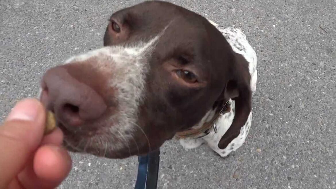 GUNDOG RESCUE CACI　ポインター　オクトー