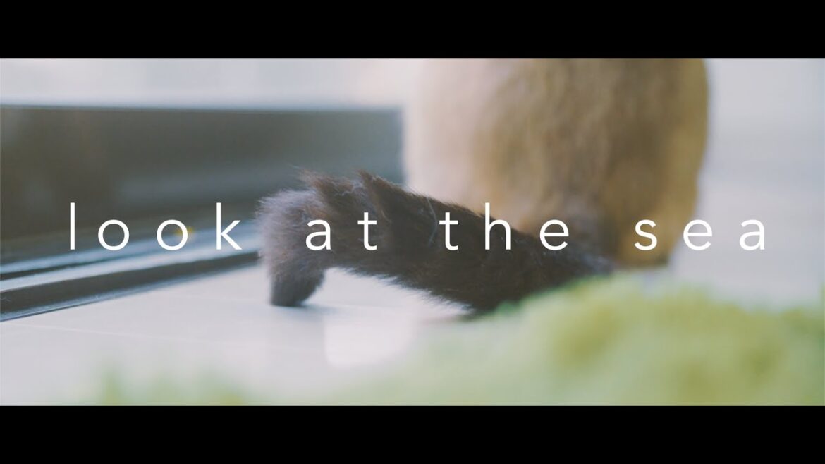 おいしくるメロンパン「look at the sea」Music Video