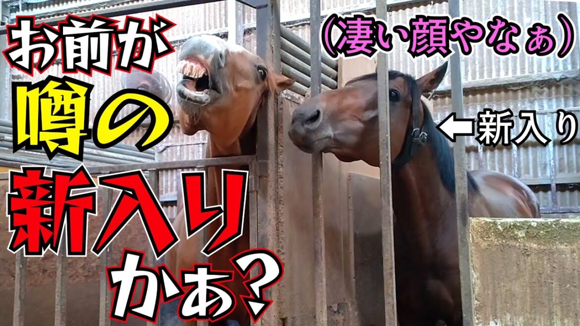 3週間前まで現役だった競走馬を引き取って4日目。先輩になった引退競走馬のきんちゃんと初めてのご対面でこうなりました(笑)『引退競走馬のセカンドライフ』【ツルマルボーイ様のシモベ】