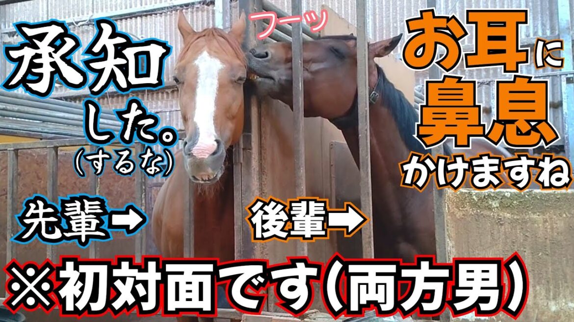 1ヶ月まで現役だった競走馬を引き取って4日目。初めて先輩の引退競走馬と対面したら、まさかの展開になりました…。、、、いやどんな状況や。(笑)『引退競走馬のセカンドライフ』【ツルマルボーイ様のシモベ】