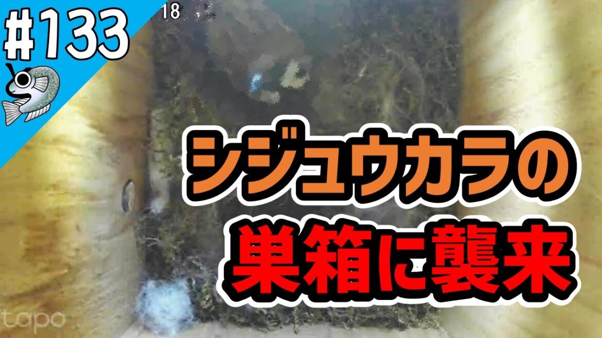 【シジュウカラ巣箱観察】#133 シジュウカラに襲来！ Attack【とびっこメダカ】【Medaka】20230423