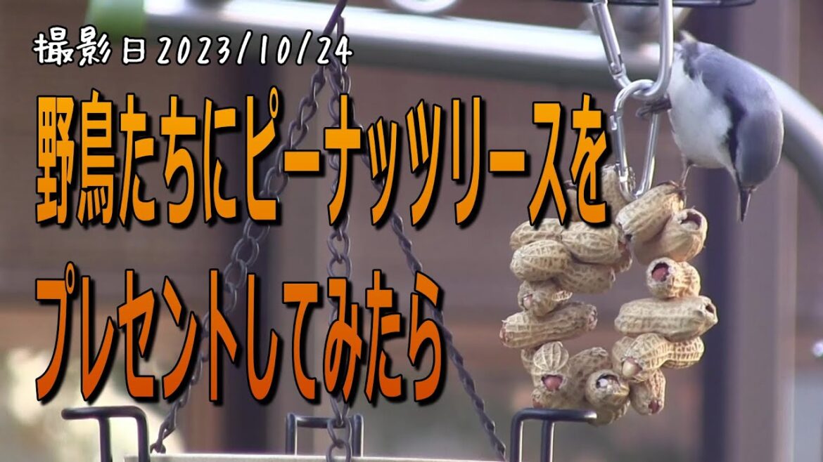 野鳥たちにピーナッツリースをプレゼントしてみたら・・・最後にスズメさん達の近況報告があります。【シニアの野鳥観察】