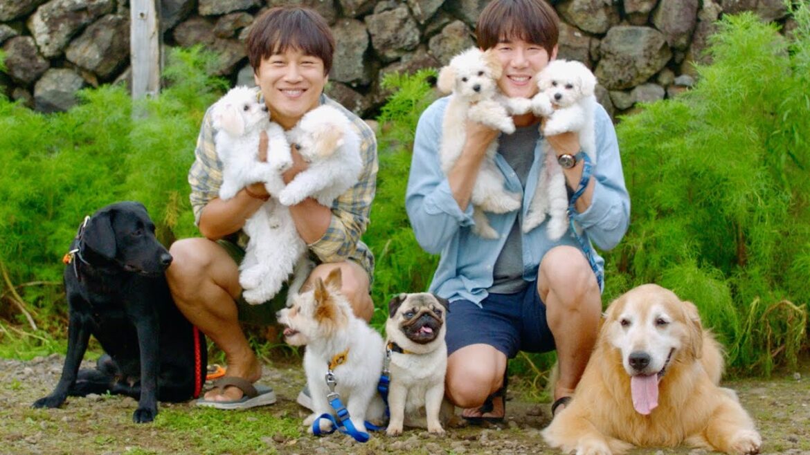 「賢い医師生活」ユ・ヨンソク&『猟奇的な彼女』チャ・テヒョン！愛犬の里親探しが気がつけば8匹に!?映画『マイ・ハート・パピー』特報