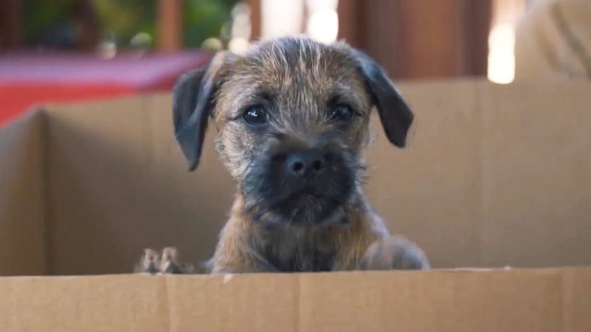 愛犬家必見！ワンちゃんたちのかわいすぎる素顔／映画『スラムドッグス』メロメロ映像