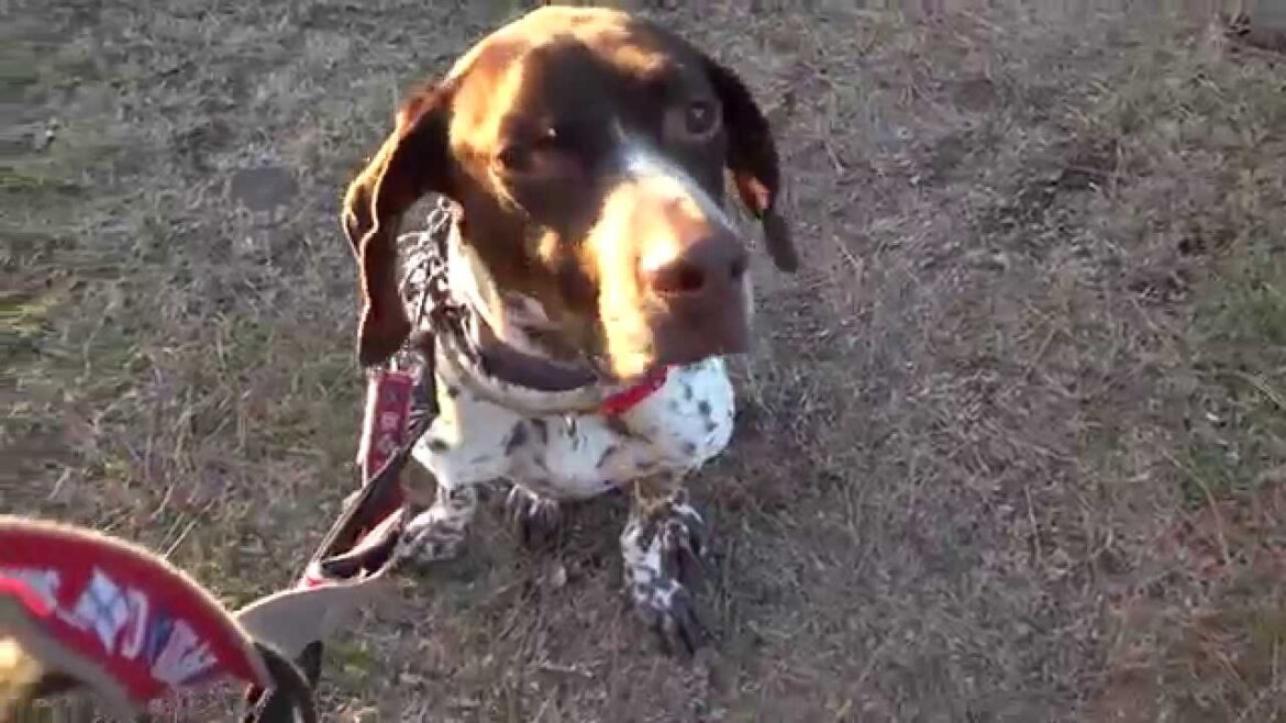 GUNDOG RESCUE CACI　ポインター　オクトー
