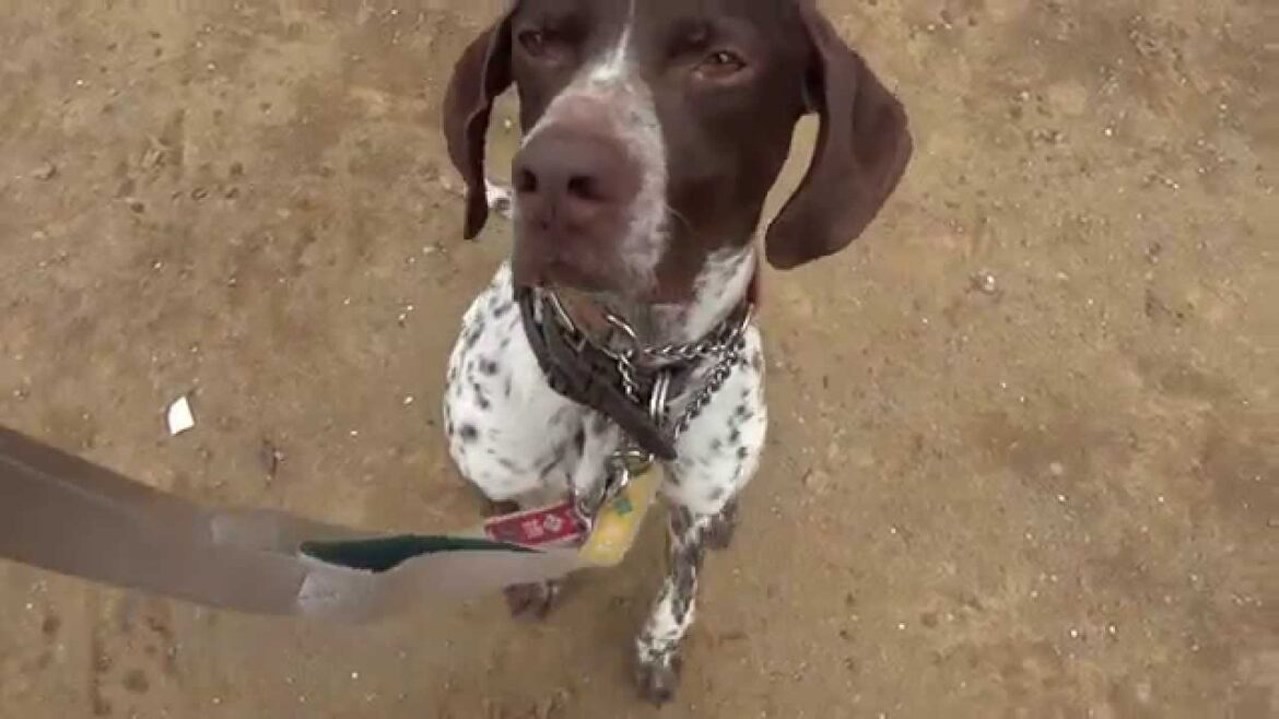 GUNDOG RESCUE CACI　ポインター　オクトー