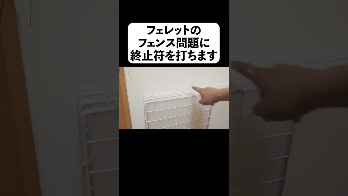フェレットのフェンス問題に終止符を打ちます