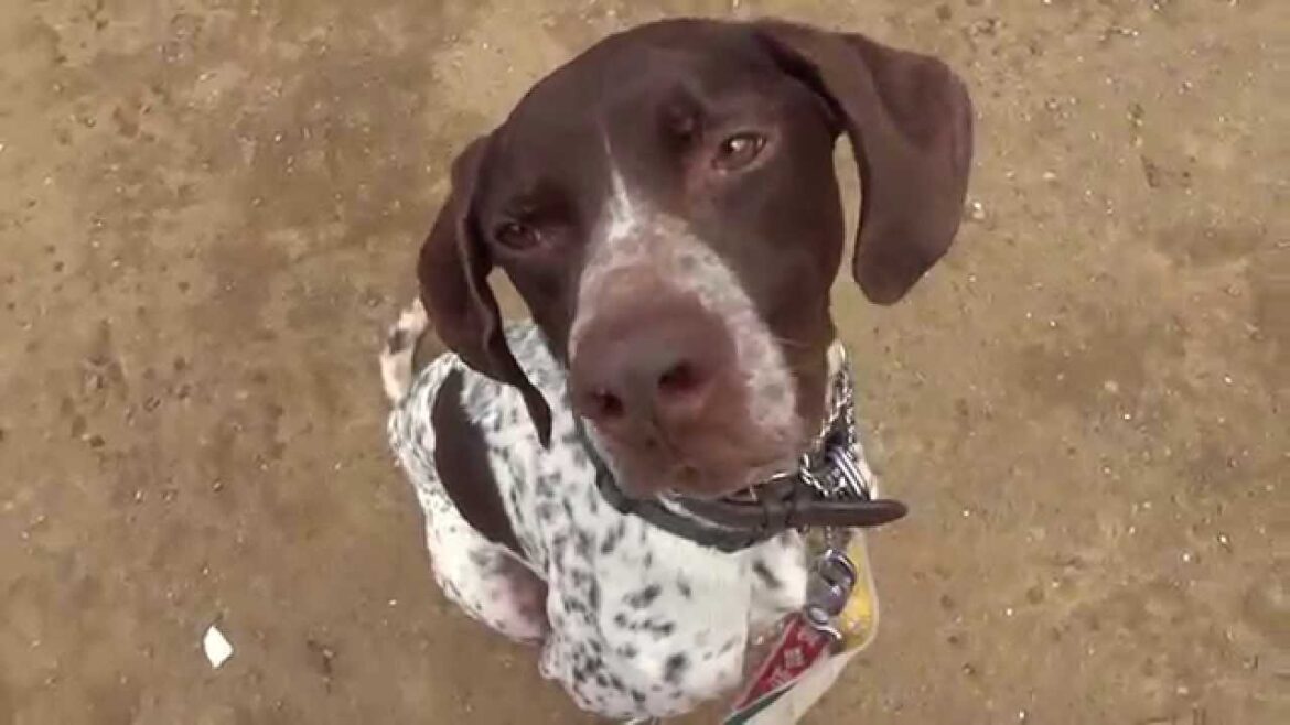 GUNDOG RESCUE CACI　ポインター　オクトー