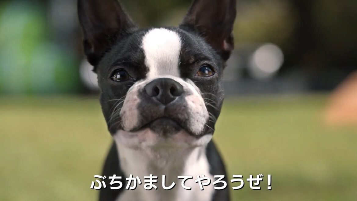 人間は二の次！ワンちゃん第一の豪華な撮影現場／映画『スラムドッグス』撮影現場特別映像