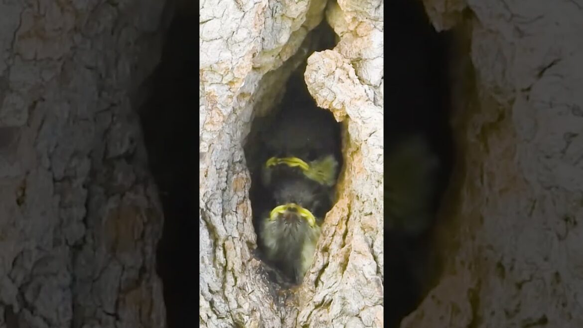 雛に餌やり可愛い鳴き声♪シジュウカラの巣