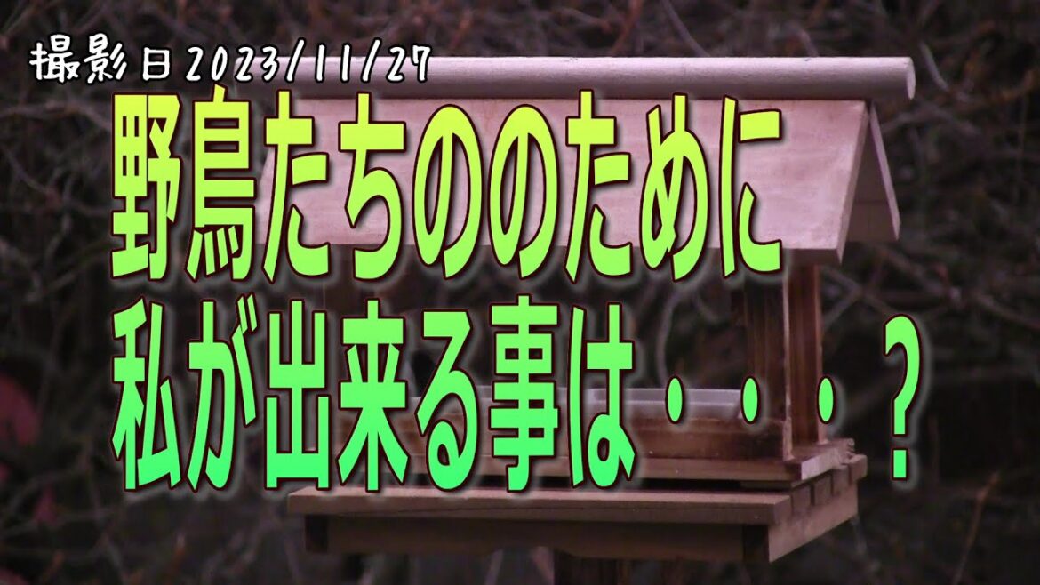 病気になったシジュウカラさんのために私が出来る事は・・・？シジュウカラ・ゴジュウカラ・ハシブトガラ！【病気のシジュウカラ】