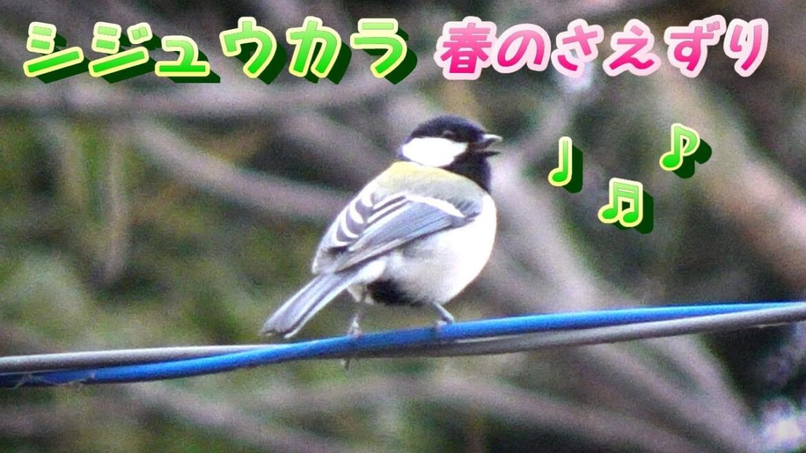 シジュウカラのさえずり 鳴き声 ツツピー ツピーツピー Japanese Tit singing. 野鳥観察　四十雀 かわいい
