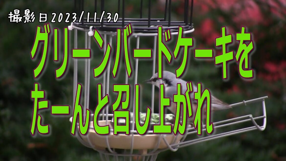 グリーンバードケーキをたーんと召し上がれ。シジュウカラ・ゴジュウカラ・ハシブトガラ！【病気のシジュウカラ】