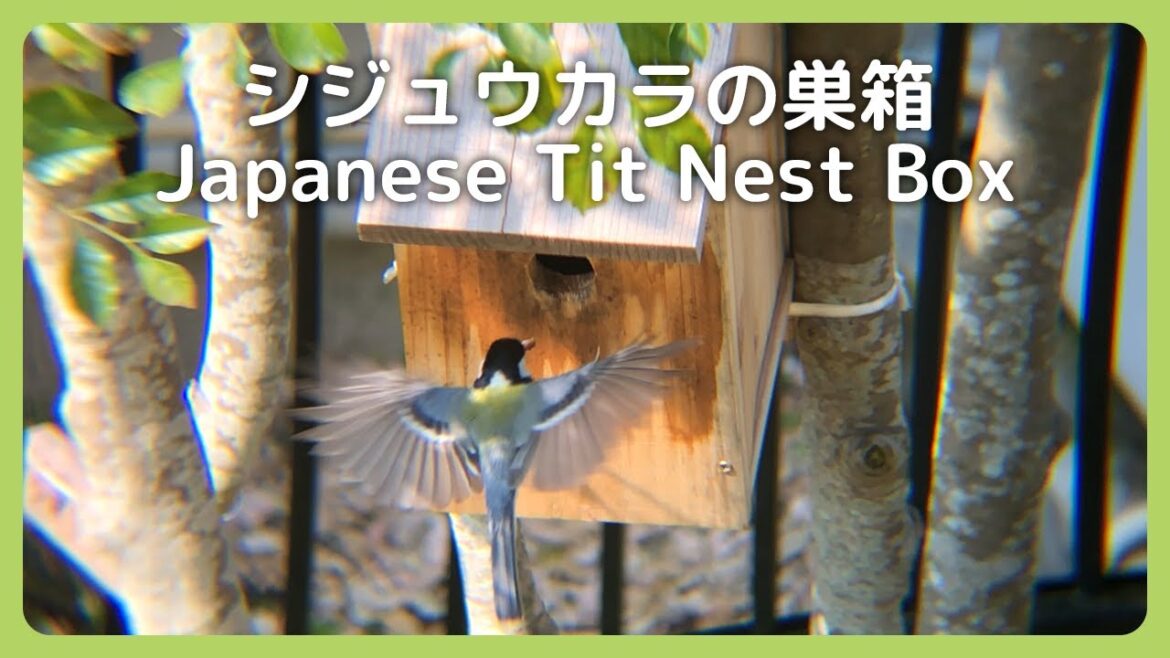 【総まとめ】シジュウカラの巣箱設置から雛の巣立ちまで