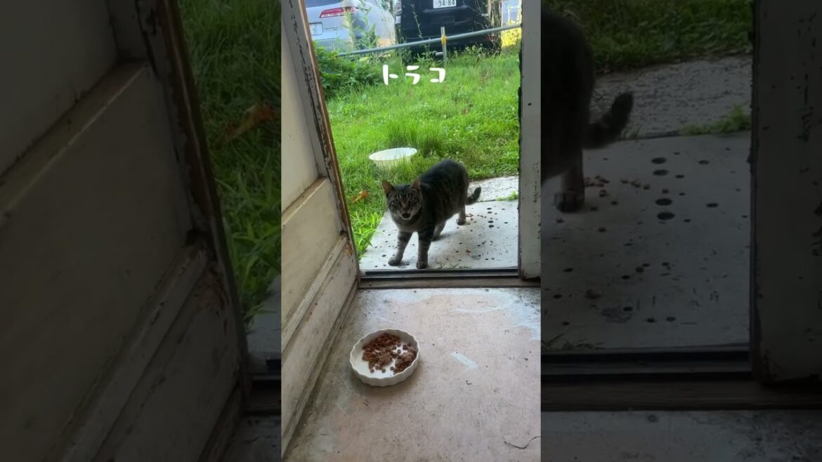 トラコと仲良くなりたくて230731　  #トラコ #保護猫