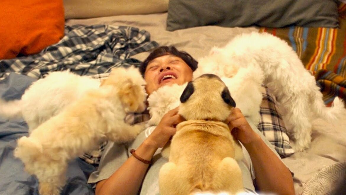 チャ・テヒョン、可愛いワンコ尽くしで癒される！映画『マイ・ハート・パピー』犬尽くしの特別予告映像