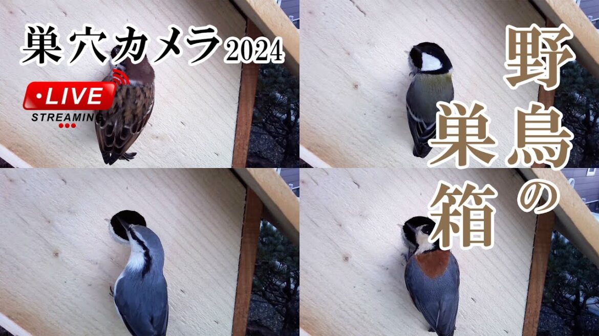 2023/12/21 野鳥の巣箱 巣穴カメラ Bird Nest Box Live Camera
