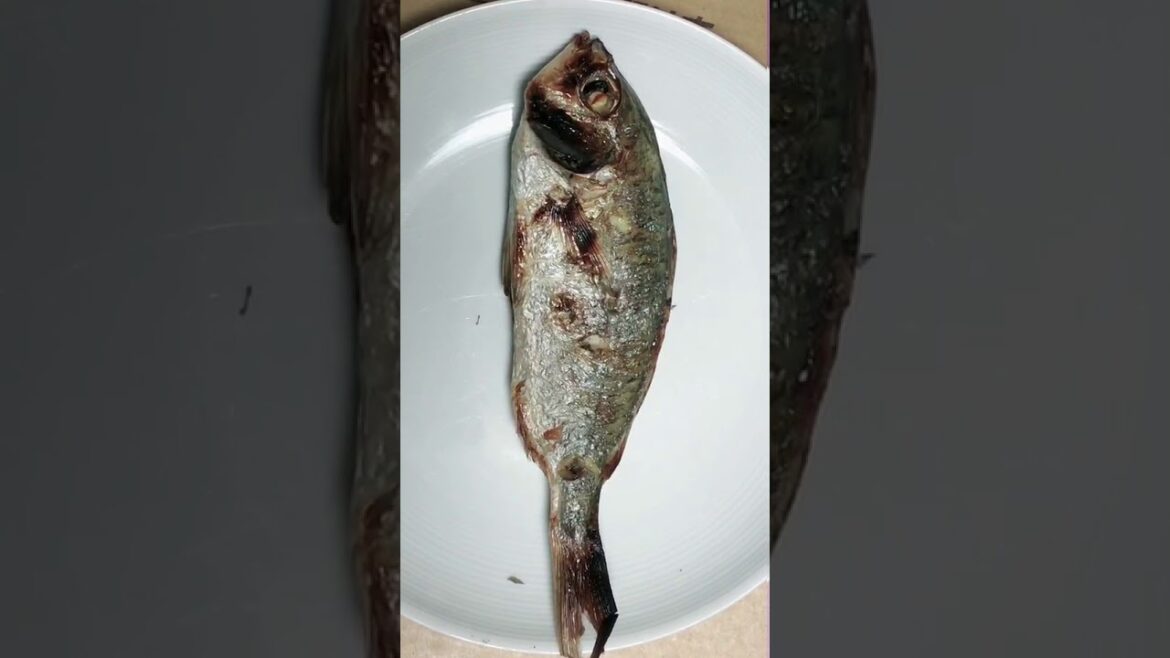 不味いと評判のクロサギを焼いて食べてみました！　魚をイメージで判断してはいけません　和歌山釣太郎