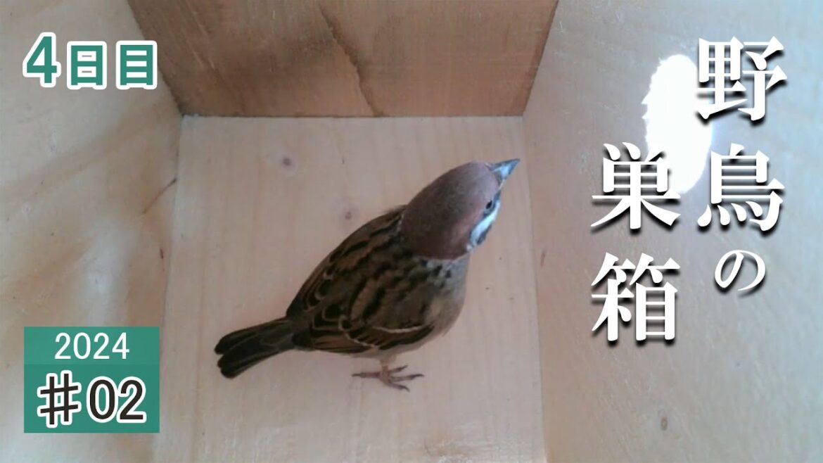 #02  【今季初】 巣箱の中に野鳥が入る 設置4日目 スズメ・シジュウカラ・ゴジュウカラ Bird Nest Box Camera 2023/11/28