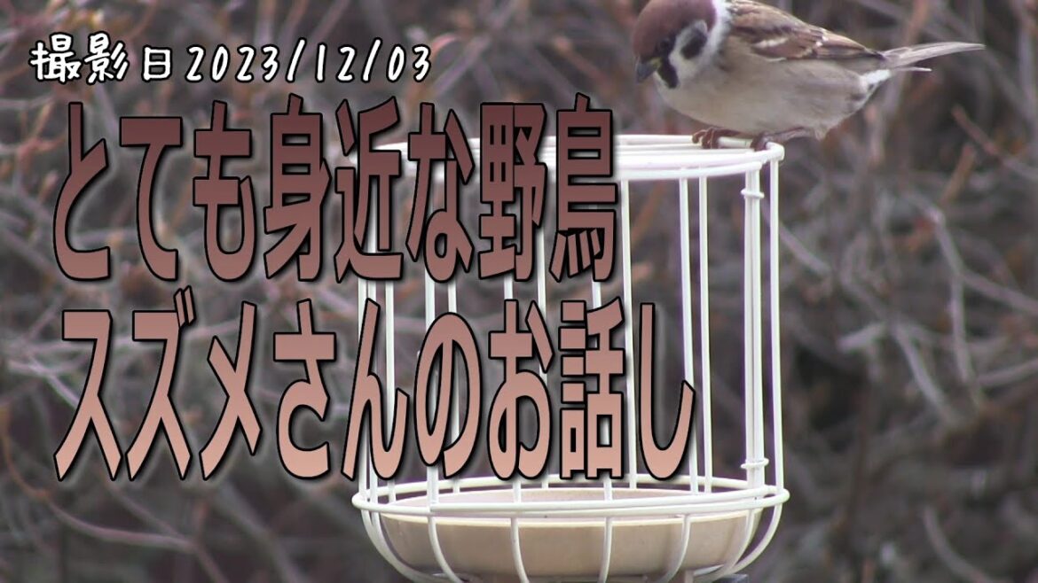 とても身近な野鳥スズメさんのお話し。シジュウカラ・ゴジュウカラ・ハシブトガラ・ヒヨドリ！【シニアのお庭野鳥観察】