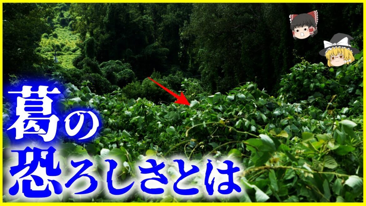 【ゆっくり解説】海外で恐れられる日本のクレイジープラント…「葛」の恐ろしさとは?を解説/海外では侵略的外来種「kudzu」の脅威 【ゆっくり解説】海外で恐れられる日本のクレイジープラント…「葛」の恐ろしさとは?を解説/海外では侵略的外来種「kudzu」の脅威