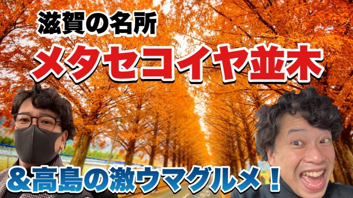 【滋賀県メタセコイヤ並木の紅葉&高島グルメ】しゃせぶら#21
