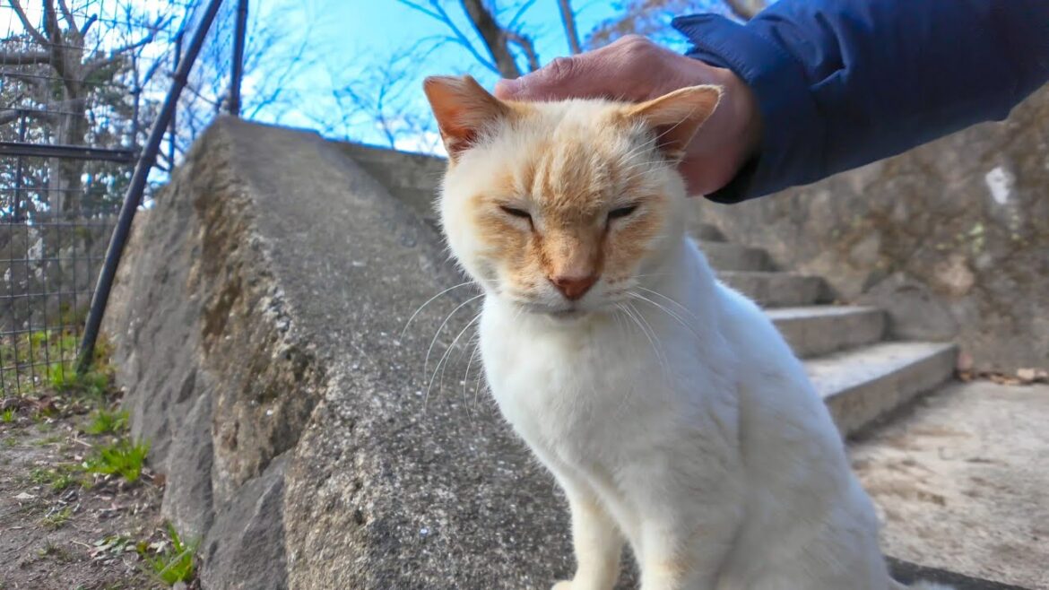フェンスの向こうにいた猫ちゃんがモフられに出てきた