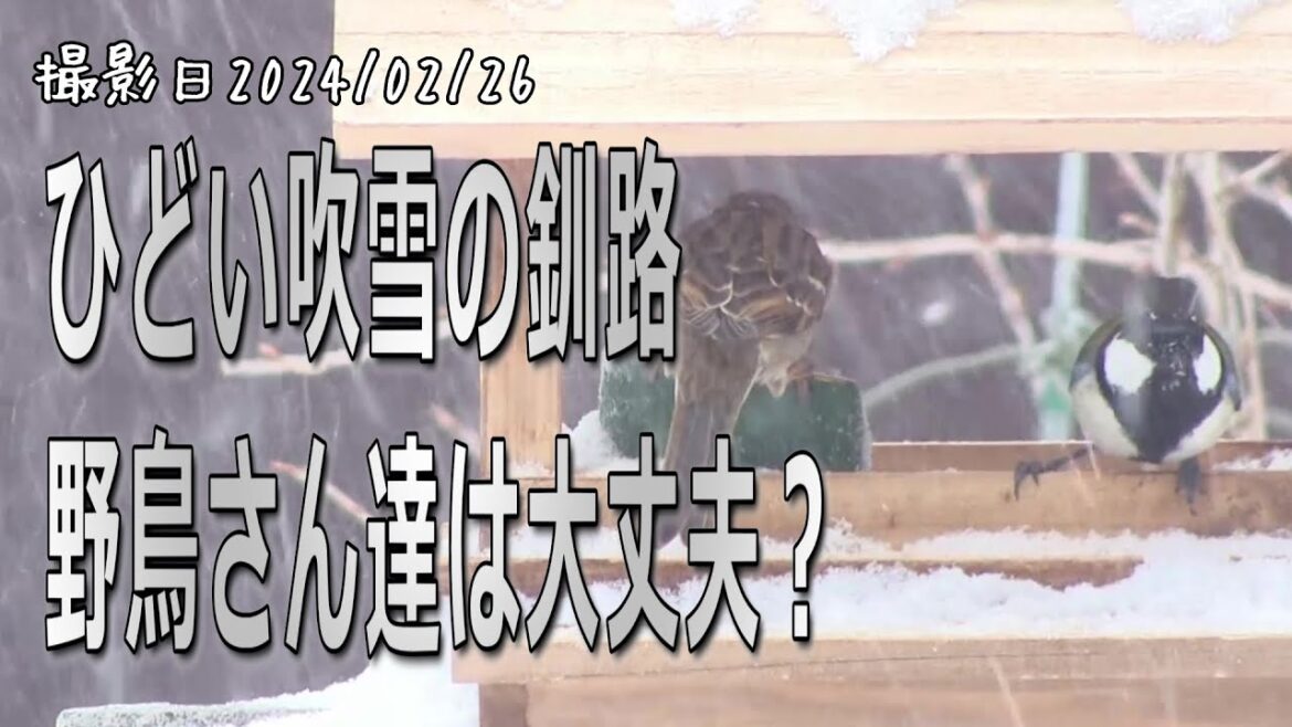 ひどい吹雪の釧路　野鳥さん達は大丈夫なのか？　シジュウカラ・ゴジュウカラ・ハシブトガラ・ヒヨドリ・シメ【シニアのお庭野鳥観察】