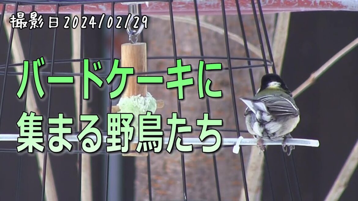 バードケーキに集まる野鳥たち　シジュウカラ・ゴジュウカラ・スズメ・ヒヨドリ【シニアのお庭野鳥観察】