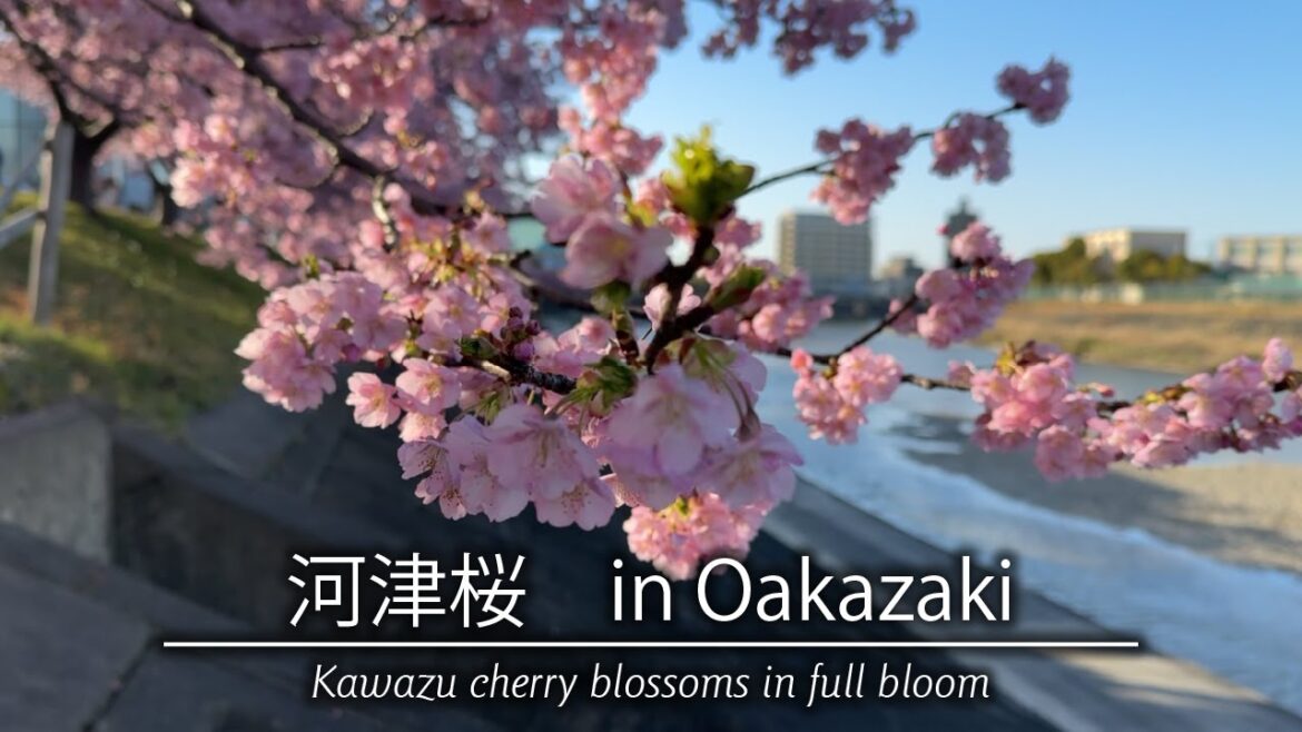 🌸2024春 今だけ！満開の河津桜が驚くほどキレイで癒されたin 岡崎🌸Beautiful Kawazu cherry trees were in full bloom.
