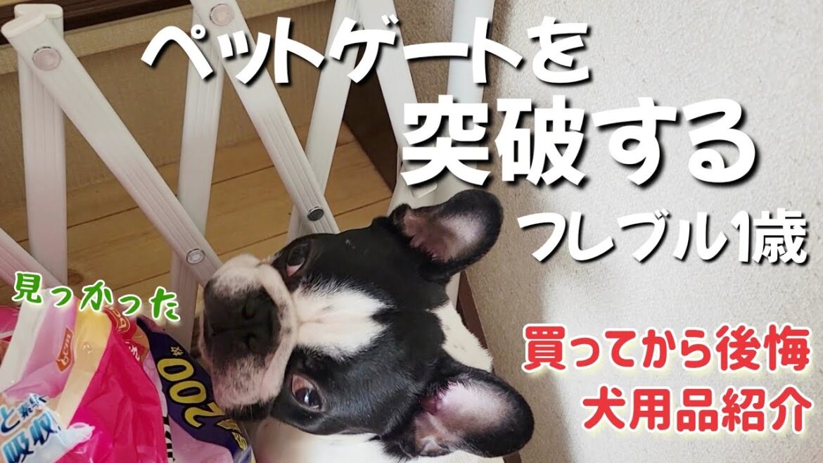 買って失敗！フレブルには向いていなかったペットゲート/フェンスのご紹介【フレンチブルドッグ１歳３ヶ月】