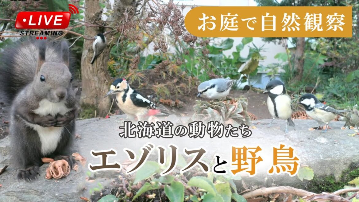 【エゾリスと野鳥の餌場(餌台)】 2024/03/22 シジュウカラ スズメ シメ アカゲラ Squirrel Bird Live Camera