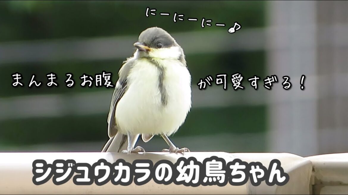 可愛いシジュウカラの巣立ちヒナ｜Japanese Tit