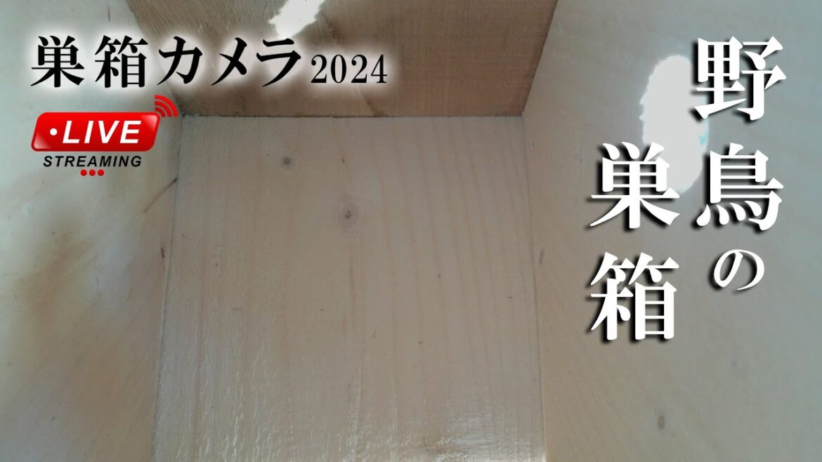 2024/03/29 野鳥の巣箱 巣箱カメラ Bird Nest Box Live Camera