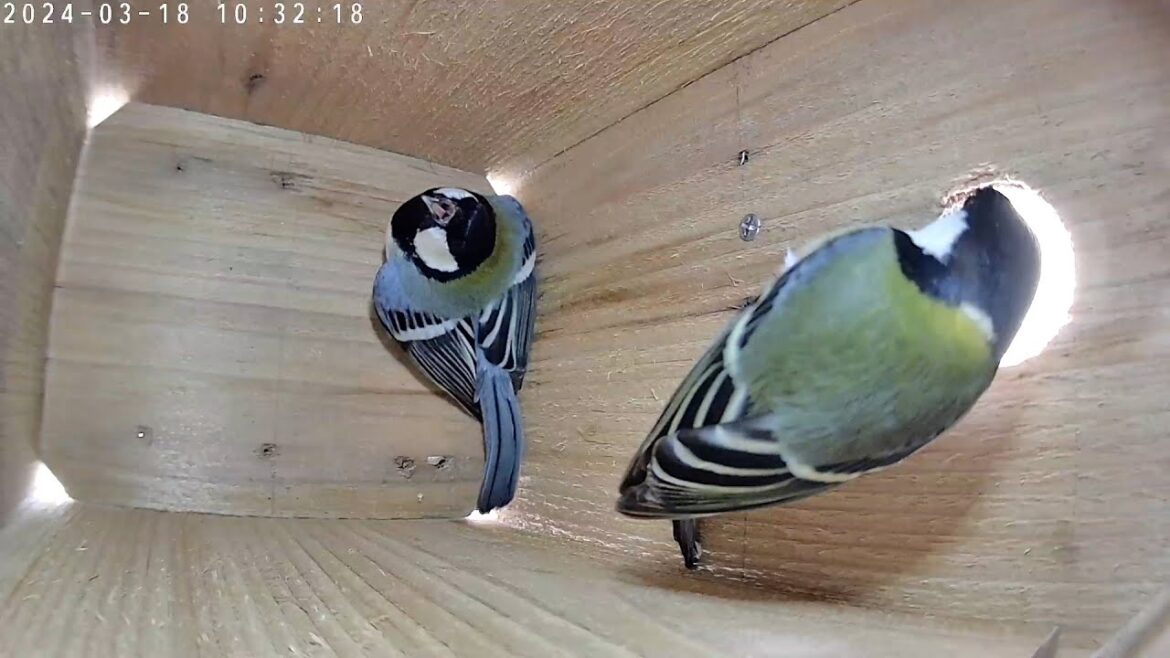 今期5回目 2024 シジュウカラ（四十雀）の巣箱内覧 Japanese tit