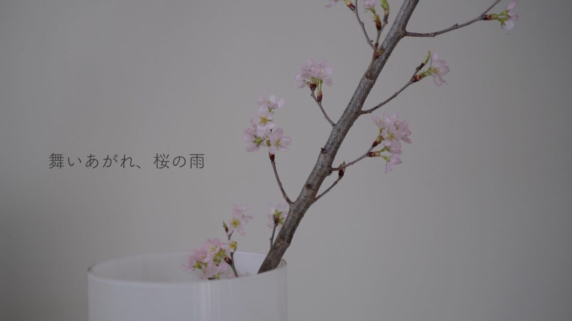 【MV】舞いあがれ、桜の雨/magcafe at garden