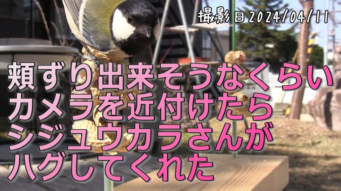 頬ずり出来そうなくらいカメラを近付けたら、シジュウカラさんがハグしてくれた！【大人のお庭野鳥観察】