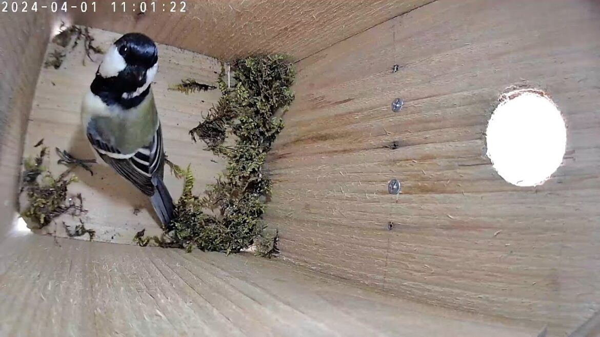 巣材搬入開始 2024シジュウカラ Japanese tit