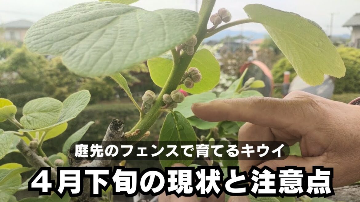 キウイの新芽が生長し蕾が膨らんできました【４月下旬】【フェンス栽培での注意点】2024年4月22日