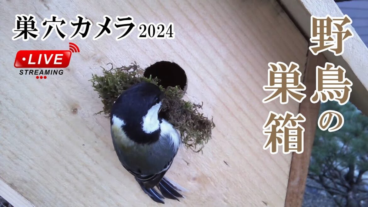 巣作り3日目(後編) シジュウカラの巣箱 巣穴カメラ 野鳥 2024/04/26 Bird Nest Box Live Camera